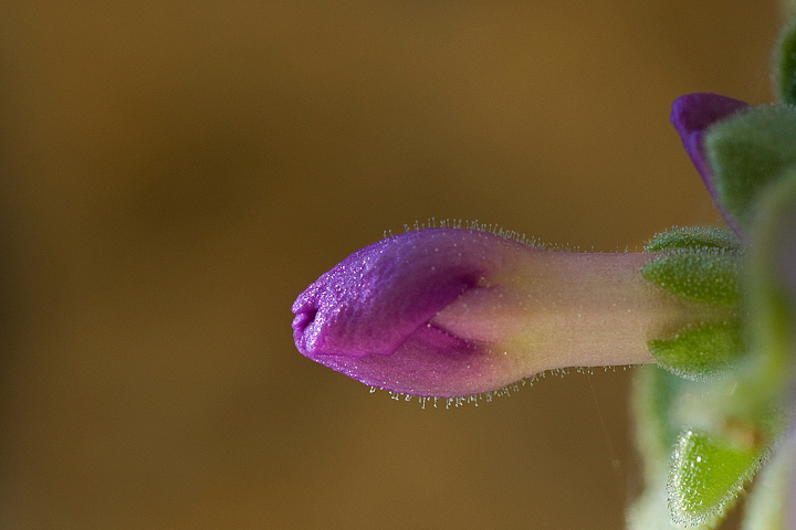 Primula allionii, di Allioni, primula rara, fiori di montagna